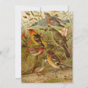 Aves da América do Norte   Gustav Mü tzel