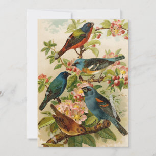 Aves da América do Norte   Gustav Mü tzel