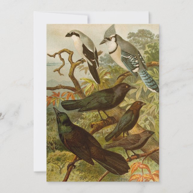 Aves da América do Norte | Gustav Mü tzel (Frente)