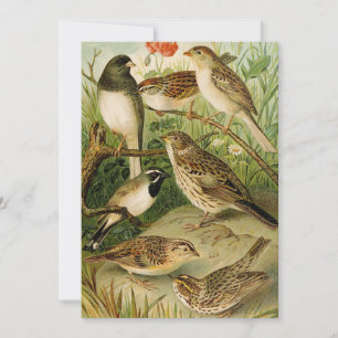 Aves da América do Norte   Gustav Mü tzel