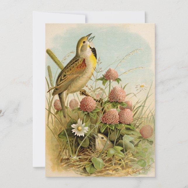 Aves da América do Norte | Robert Ridgway (Frente)