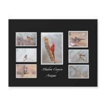 Aves da Arizona Madera Canyon