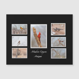 Aves da Arizona Madera Canyon