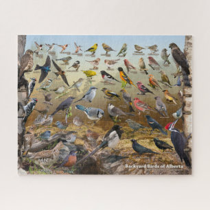 Aves de Alberta Quebra-cabeça