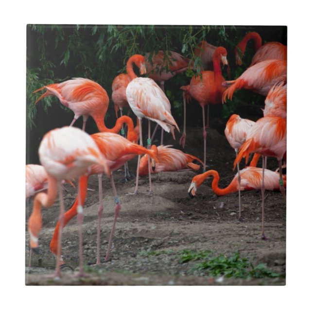 Aves de Praia Tropicais Destino Flamingos (Frente)