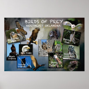 Aves de presa Poster 19v2
