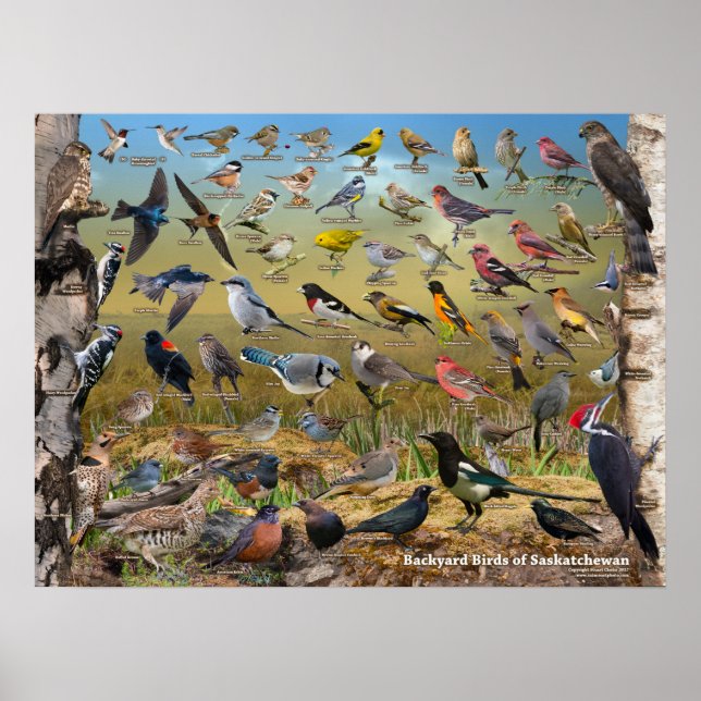 Aves de Saskatchewan Poster (Frente)