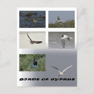 aves do cartão postal de chipre
