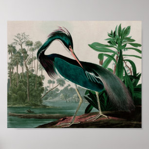Aves do Herão da Louisiana da Impressão de Audub