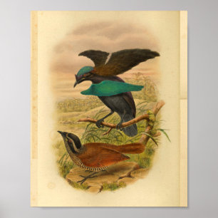 Aves do Impressão azul paraíso