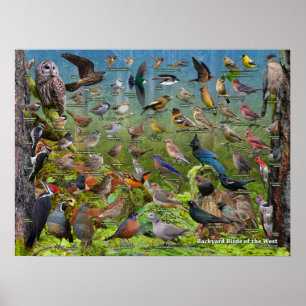 Aves do Oeste de Poster
