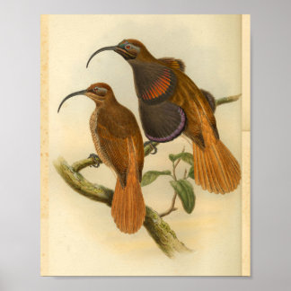 Aves do Paraíso - Impressão de cor laranja de páss