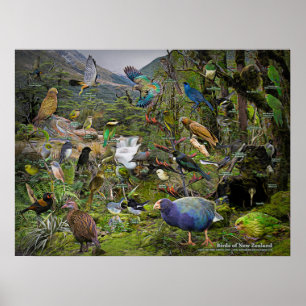 Aves do poster de arte da Nova Zelândia