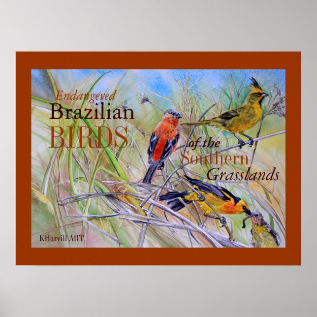Aves do Poster de Belas Artes do Brasil (Frente)