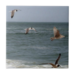 Aves em Voo por Shirley Taylor