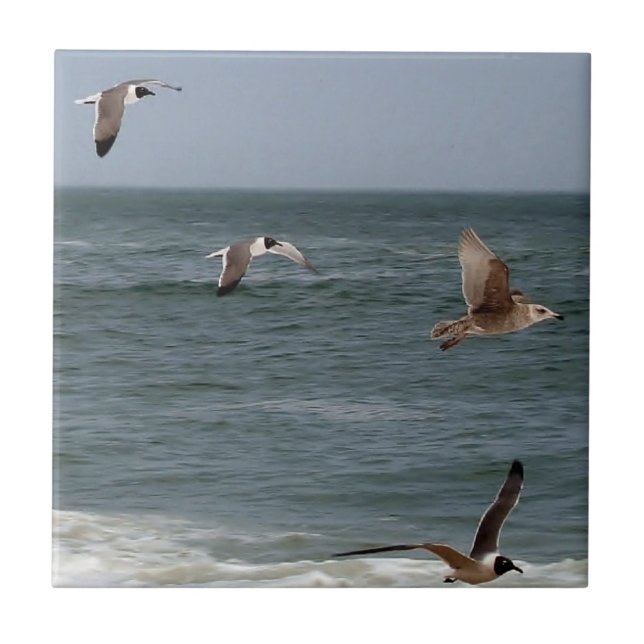 Aves em Voo por Shirley Taylor (Frente)