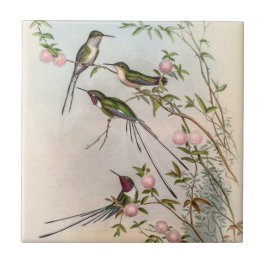 Aves-humanos por John Gould