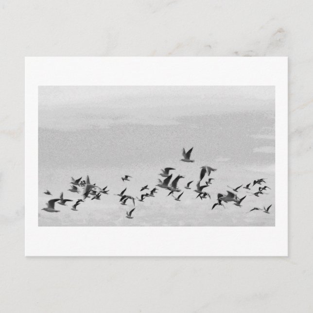 Aves no Cartão Postal de Voo (Frente)