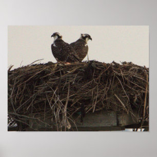 Aves Osprey no Nest Poster