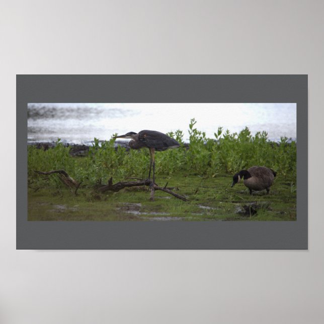 Aves pela Poster de Água (Frente)