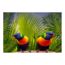 Aves tropicais Poster