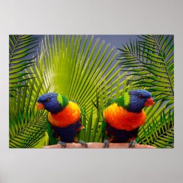 Aves tropicais Poster