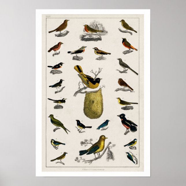 AVES VINTAGE ILLUSTRATION POSTER 1820 (Frente)