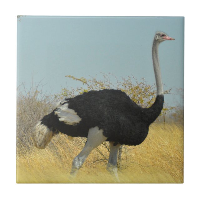 Avestruz correndo (Frente)
