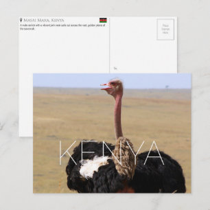 Avestruz no Masai Mara, Quênia Cartão Postal de Vi
