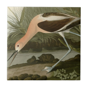 Avocet americano