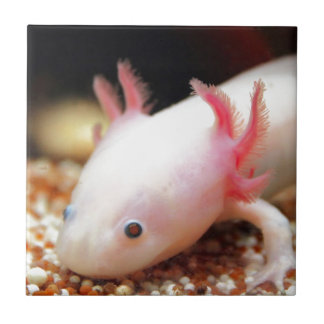 Axolotl Weißling