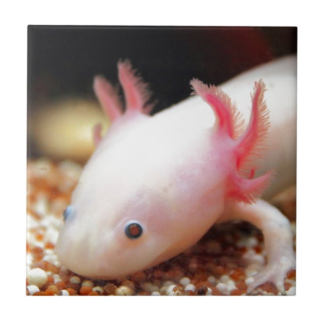 Axolotl Weißling (Frente)