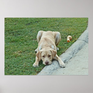 AY- poster amuando do filhote de cachorro amarelo