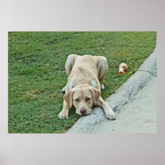 AY - Poster de bolacha amarela Labrador puppy