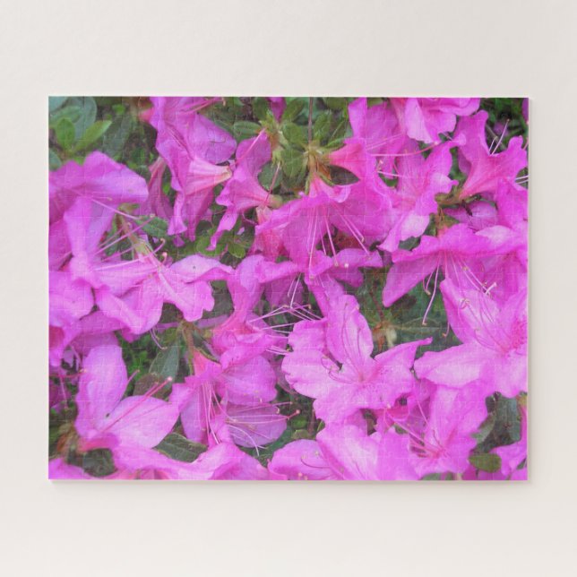 "Azalea Blooms", Quebra-cabeça de Jigsen (Horizontal)