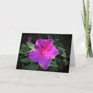 Azalea, cartão