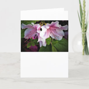 Azalea, cartão