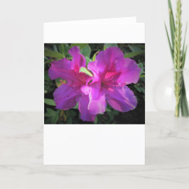 Azalea, cartão