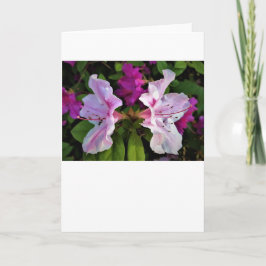 Azalea, cartão