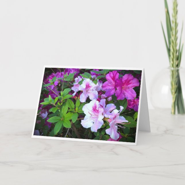 Azalea, cartão (Frente)