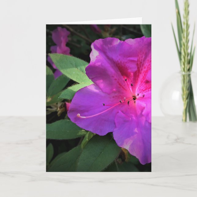 Azalea, cartão (Frente)