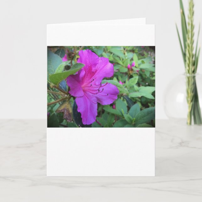 Azalea, Cartão (Frente)