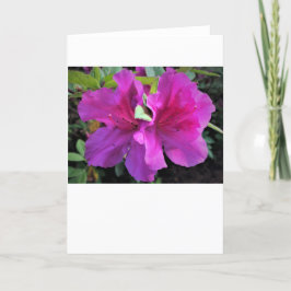 Azalea, cartão