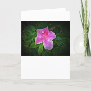 Azalea, cartão