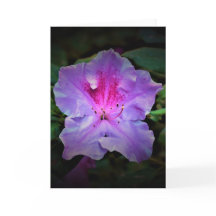 Azalea, cartão