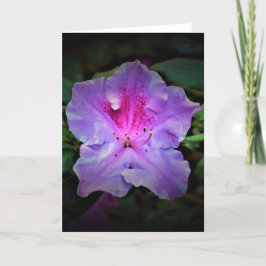 Azalea, cartão