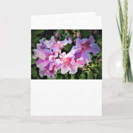 Azalea, cartão