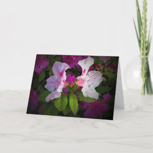 Azalea, cartão