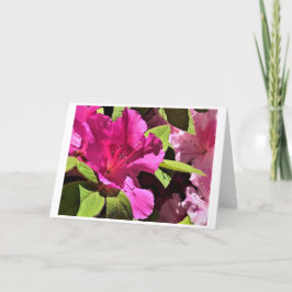 Azalea, cartão