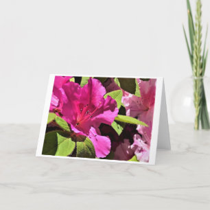 Azalea, cartão